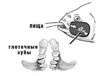 Семейството на шаранови видове риби с местообитания и други функции