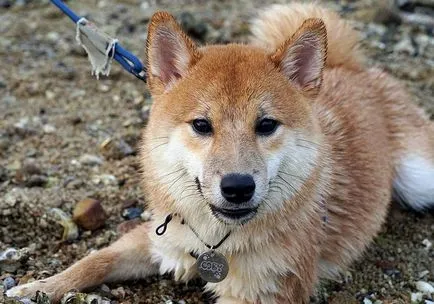 Shiba Inu kutya fajta teljes felülvizsgálatot képek és videó