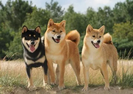 Shiba Inu kutya fajta teljes felülvizsgálatot képek és videó