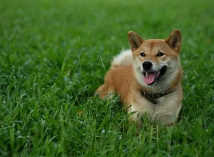 Shiba Inu kutya fajta teljes felülvizsgálatot képek és videó