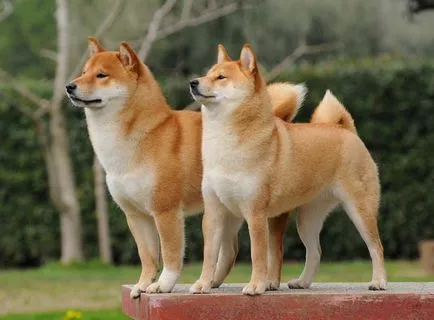 Shiba Inu câine rasa revizuire completă, cu fotografii și video