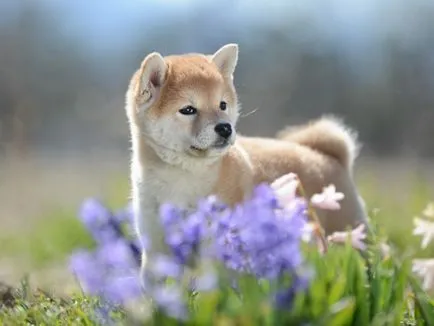 Shiba Inu câine rasa revizuire completă, cu fotografii și video