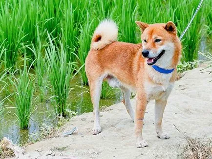 Shiba Inu câine rasa revizuire completă, cu fotografii și video