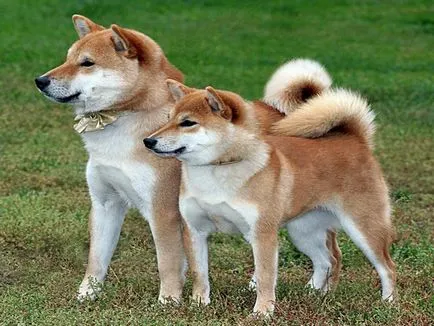 Shiba Inu kutya fajta teljes felülvizsgálatot képek és videó