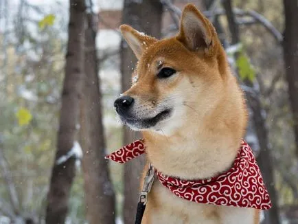 Shiba Inu câine rasa revizuire completă, cu fotografii și video