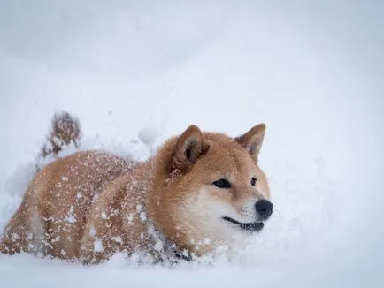 Shiba Inu kutya fajta teljes felülvizsgálatot képek és videó