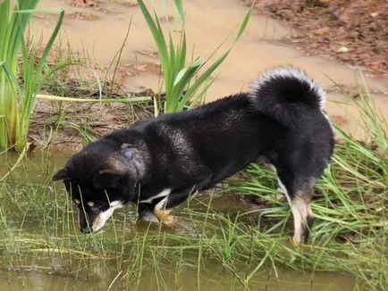 Shiba Inu kutya fajta teljes felülvizsgálatot képek és videó