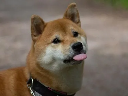 Shiba Inu kutya fajta teljes felülvizsgálatot képek és videó