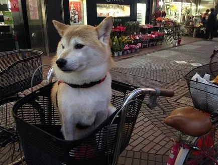 Shiba Inu câine rasa revizuire completă, cu fotografii și video