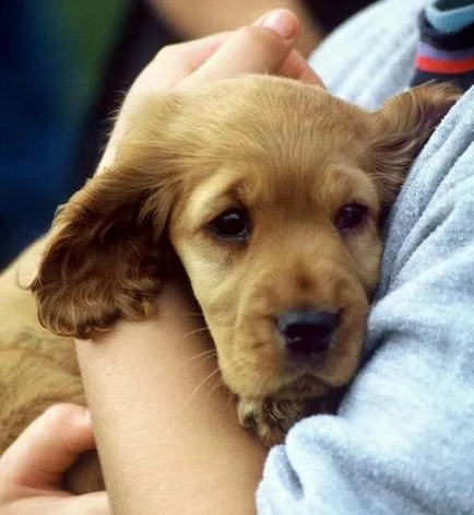 Spaniel catelus - un mic nodul stastya