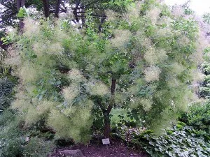 Cotinus coggygria (Parikova copac) descriere, compoziție, proprietăți medicinale, preparare, utilizarea,