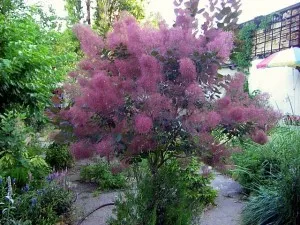 Cotinus coggygria (Parikova copac) descriere, compoziție, proprietăți medicinale, preparare, utilizarea,