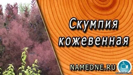 Sárga cserszömörce - gyógyszer tulajdonságait - nevét növények - Gyógynövények - A hagyományos receptek -