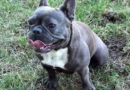 Hány élő francia bulldog, a fajtaleírás, képek és videó