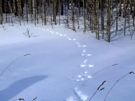 заек следи в снега - тя изглежда като на следващата фигура в снега