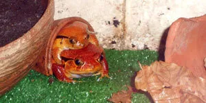 Съдържанието на доматено-жабешки екзотични животни