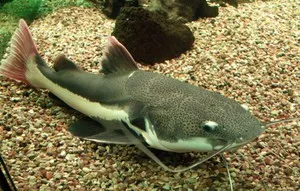 Червено-Som - Ориноко жител на аквариуми