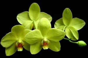 Съдържанието на орхидеи, орхидея цветя грижи, как да се грижат Phalaenopsis орхидея