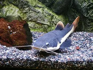 Червено-Som - Ориноко жител на аквариуми