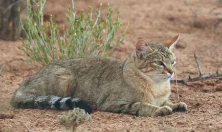 câine nebun