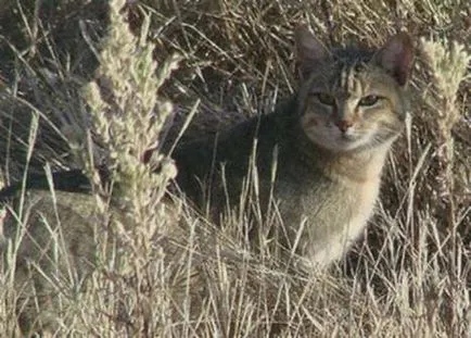 câine nebun