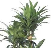 specii de Dracaena, de îngrijire, de reproducere și boli probleme în lumea de flori on-line