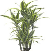 specii de Dracaena, de îngrijire, de reproducere și boli probleme în lumea de flori on-line