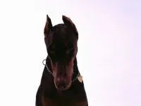 Formarea Doberman rasa Doberman, caracter, comportament, concursuri Doberman, formare