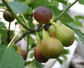 Driád - Herbárium ábrákon - Ficus Carica