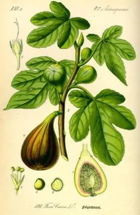 Driád - Herbárium ábrákon - Ficus Carica