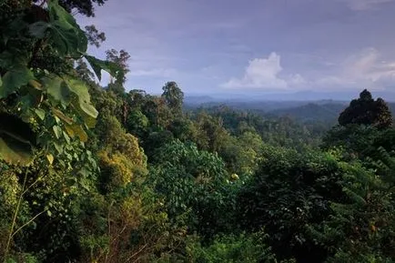 Jungle olvasni, növényzet, az állatok első esőerdők vagy Gilea