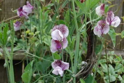 plantare mazăre dulce și îngrijire