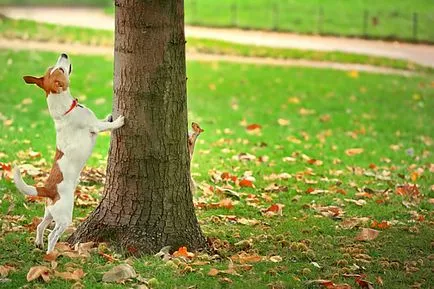 Jack Russell terrier - zooinform Város