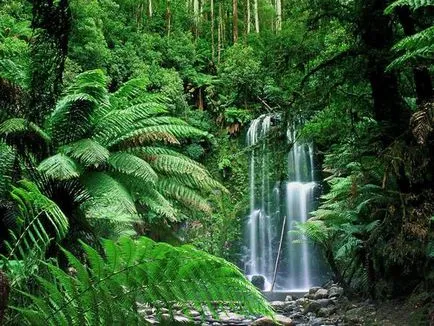 Jungle olvasni, növényzet, az állatok első esőerdők vagy Gilea