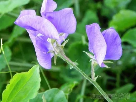 plantare mazăre dulce și îngrijire