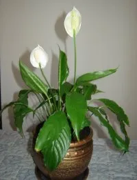 Spathiphyllum цвете