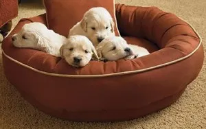 Легло за кучета и котки със собствените си ръце, пейка, възглавница за кучето, родословни