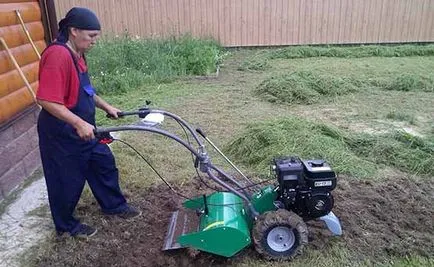 Bermuda fű gyom fotó, hogyan lehet megszabadulni