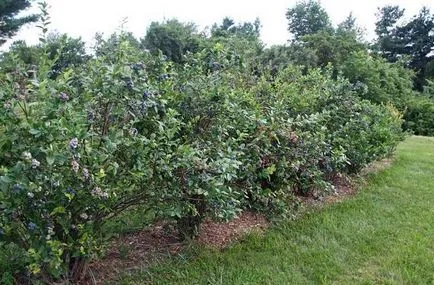 afine blyukrop cultivar - îngrijire de la plantare la tăiere, descriere, fotografie