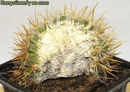 Salvarea cactus fără înrădăcinare boală vaccinare cactus cactus