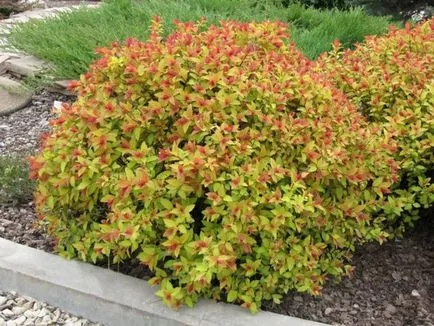 Spiraea japonica - ültetés és gondozás saját kezűleg