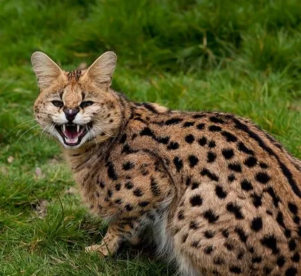 Съвети за това как да се грижи за servals и домашни животни