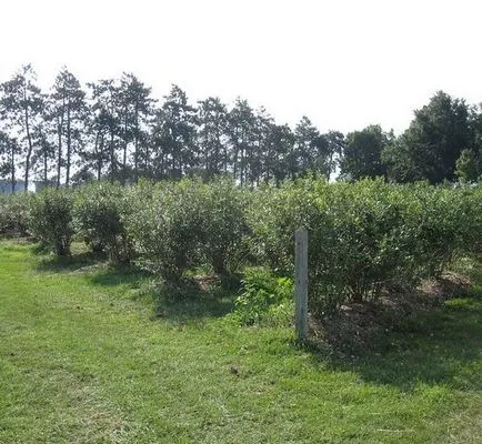 afine blyukrop cultivar - îngrijire de la plantare la tăiere, descriere, fotografie