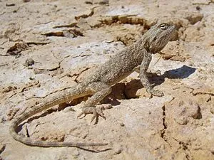 steppe agama