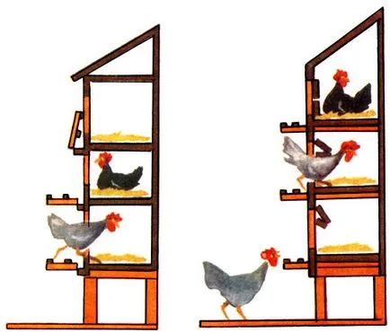 Módszerek a tartalom a felnőtt csirkék tojás és a hús produktív irányba Basarabians 1986 b
