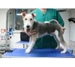 Hajvágás és ápolás kutyák Moszkva olcsó