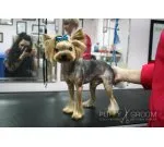 Hajvágás és ápolás kutyák Moszkva olcsó