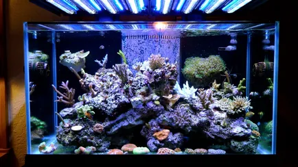 LED-es izzók egy akvárium, hogyan lehet a saját kezét vagy vásárolni