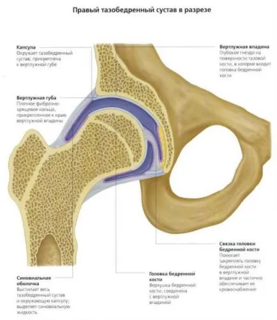 șold Anatomia omului comun (structura) și funcția, patologie