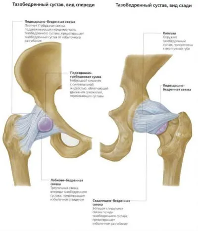 șold Anatomia omului comun (structura) și funcția, patologie